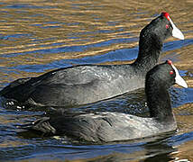 Red-knobbed Coot