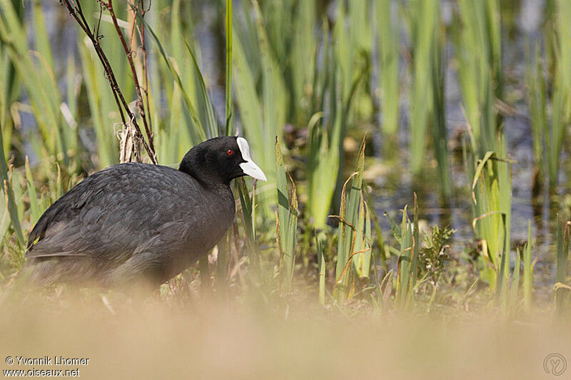 Foulque macrouleadulte, identification