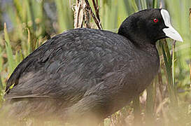 Eurasian Coot