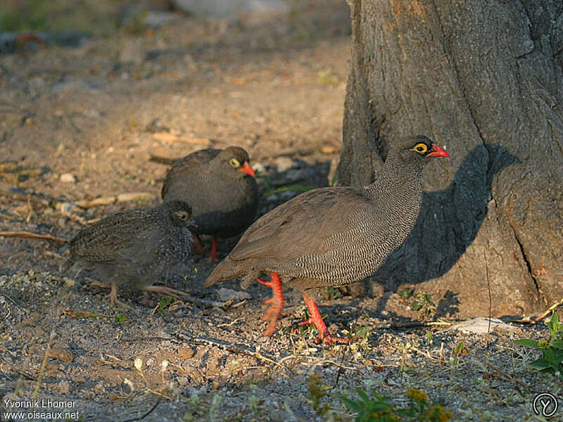 Francolin à bec rouge