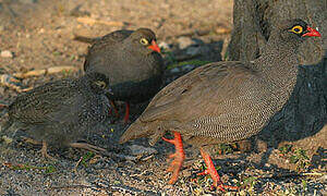 Francolin à bec rouge