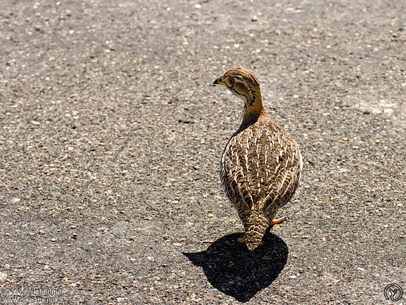 Francolin coqui femelle, identification