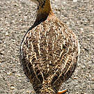 Francolin coqui