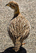 Coqui Francolin