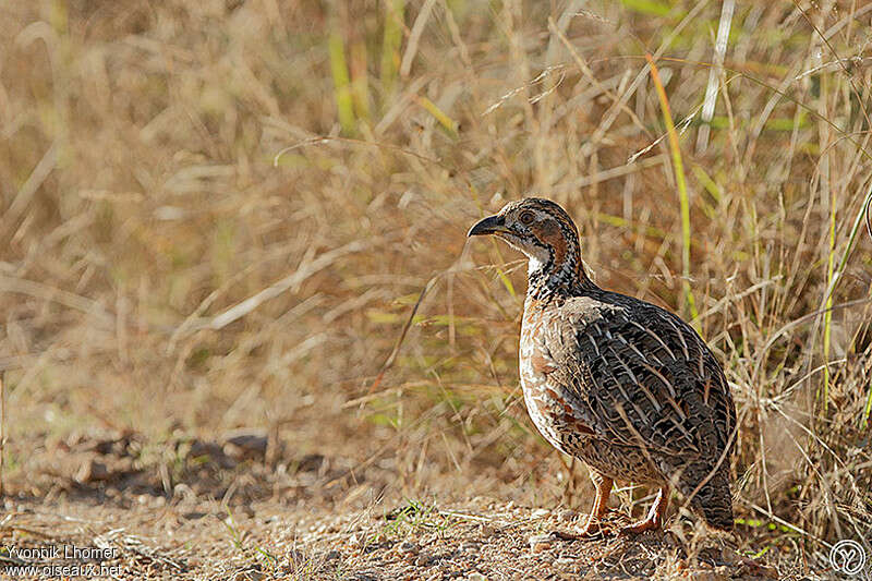 Shelley's Francolin female adult, identification