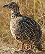 Francolin de Shelley