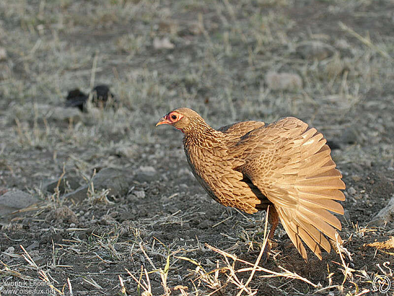 Swainson's Spurfowladult, Behaviour