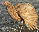 Francolin de Swainson