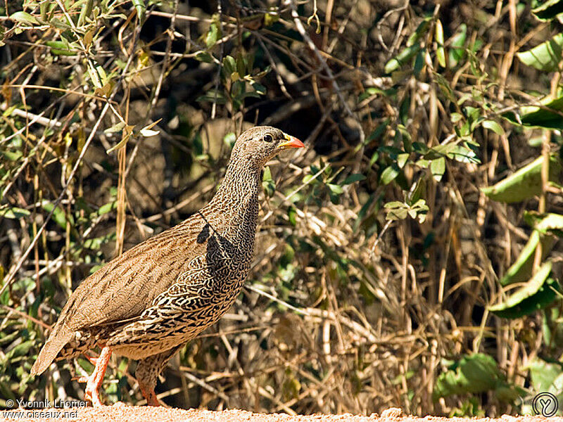 Francolin du Nataladulte, identification