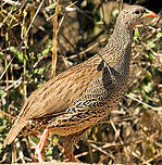 Francolin du Natal