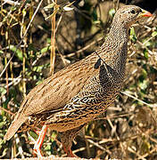 Natal Spurfowl