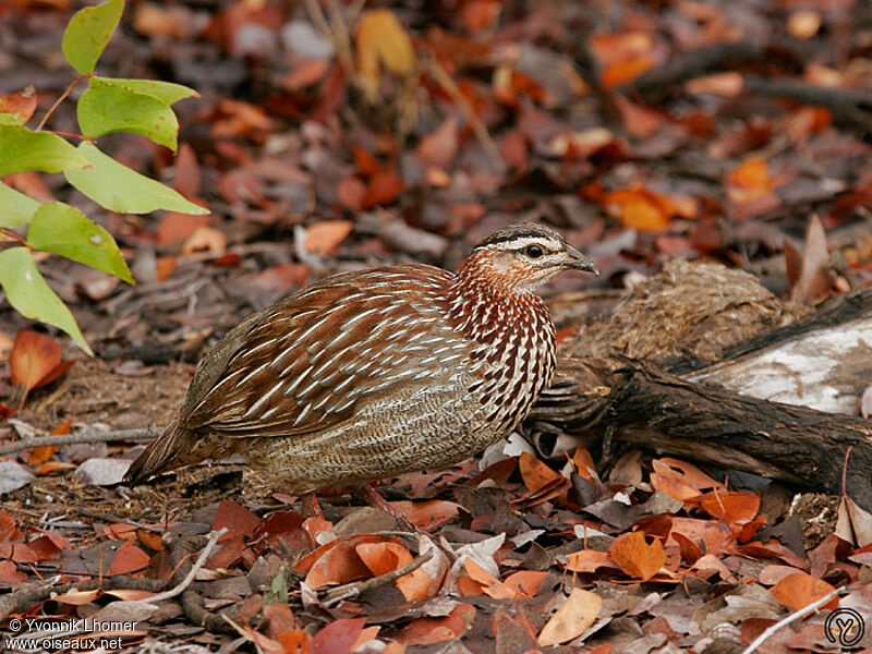 Francolin huppéadulte, identification