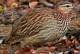 Crested Francolin