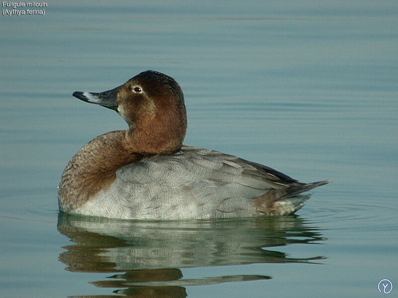 Common Pochard