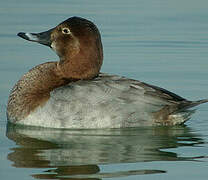 Common Pochard