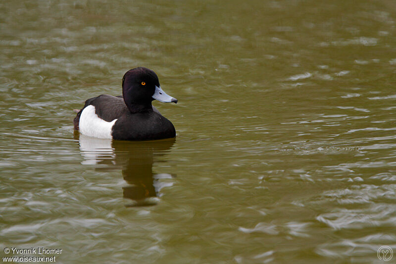 Tufted Duck male adult, identification