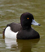 Tufted Duck