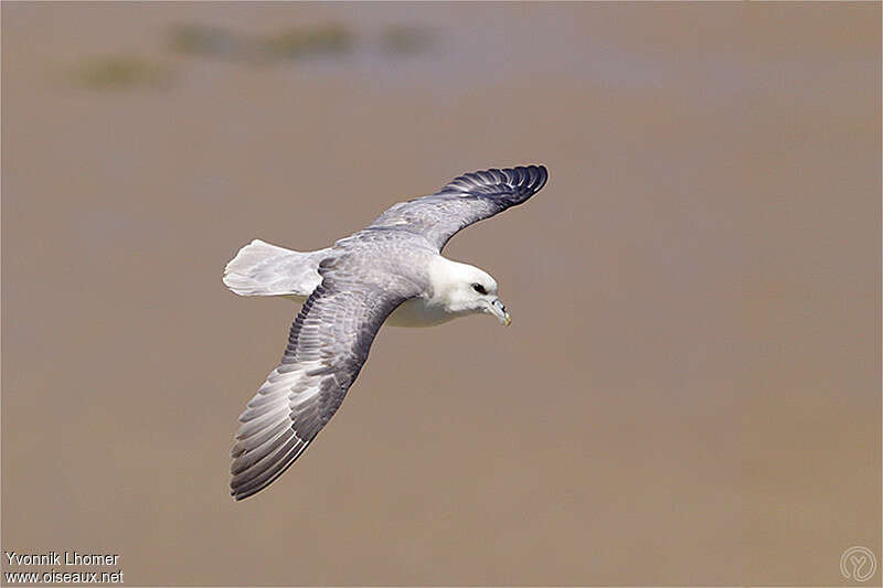 Fulmar boréaladulte, Vol