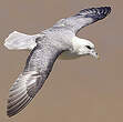 Fulmar boréal