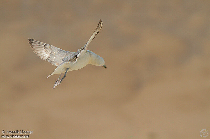 Fulmar boréaladulte, Vol