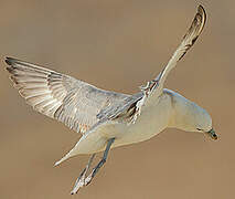 Northern Fulmar