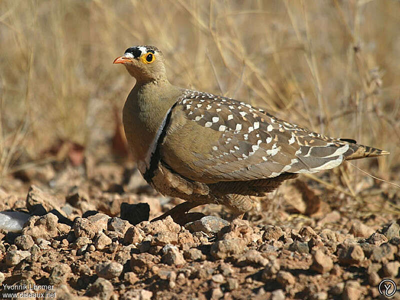 Double-banded Sandgrouse male adult, identification