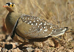 Double-banded Sandgrouse