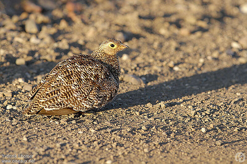 Double-banded Sandgrouse female adult, identification