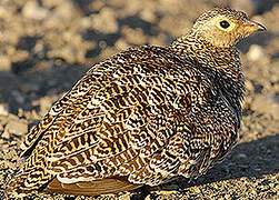 Double-banded Sandgrouse