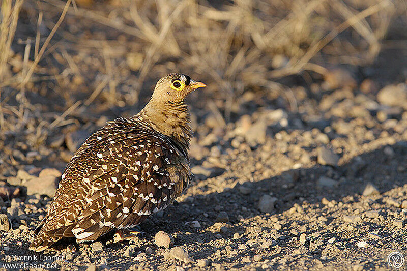 Double-banded Sandgrouse male adult, identification