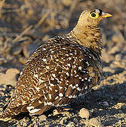 Double-banded Sandgrouse