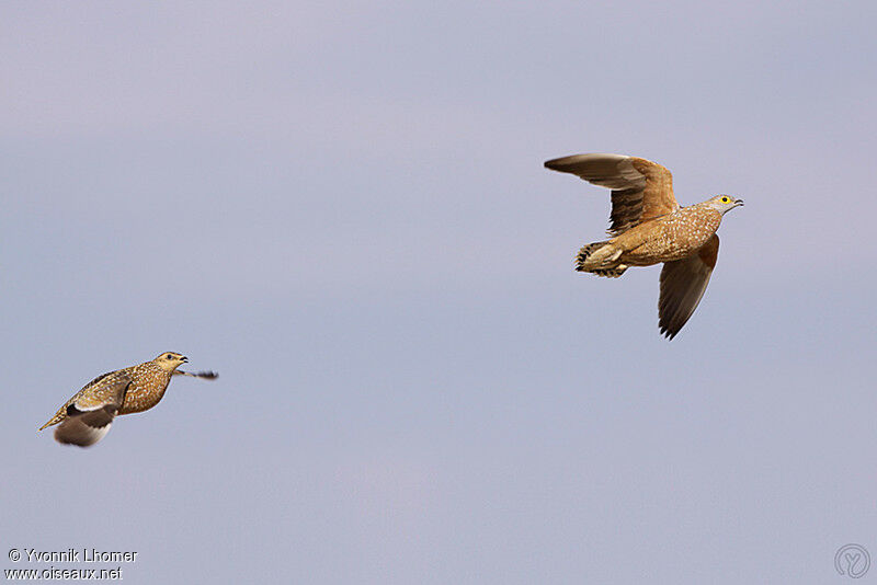 Burchell's Sandgrouse adult, Flight