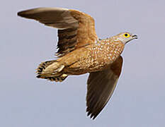 Burchell's Sandgrouse