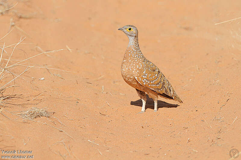 Ganga de Burchell mâle adulte, identification