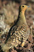 Namaqua Sandgrouse