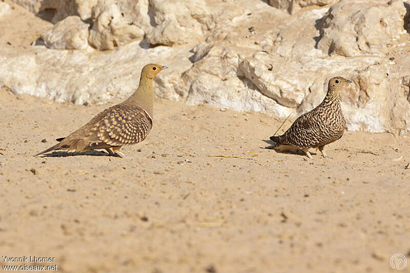 Namaqua Sandgrouseadult