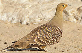 Namaqua Sandgrouse