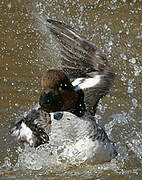 Common Goldeneye