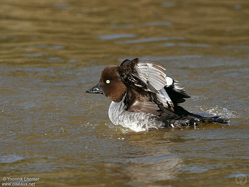 Garrot à oeil d'or femelle adulte, identification