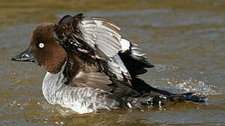 Common Goldeneye