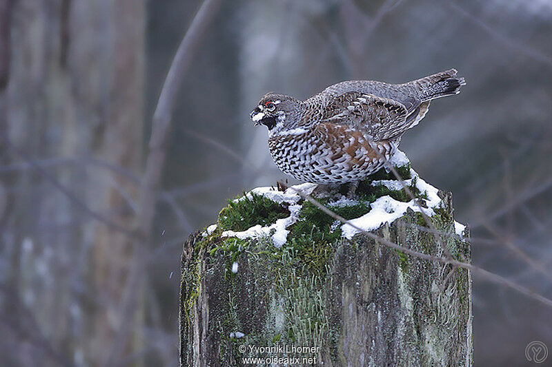 Gélinotte des bois mâle adulte, identification