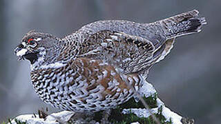 Hazel Grouse