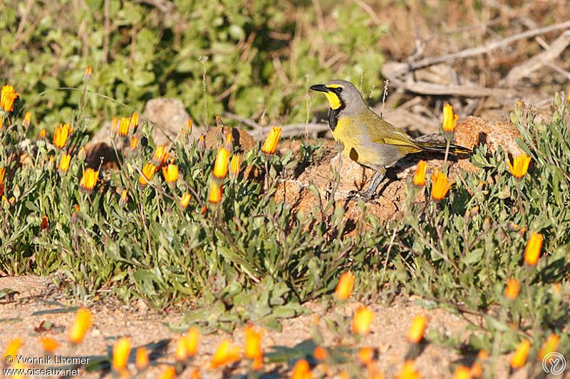 Bokmakierieadult, identification