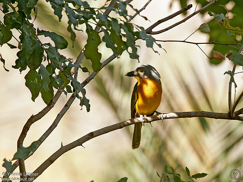 Gladiateur de Blanchotadulte, identification