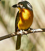 Grey-headed Bushshrike