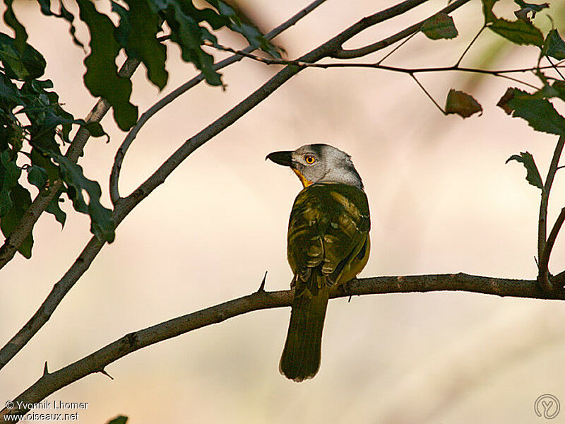 Grey-headed Bushshrikeadult, identification