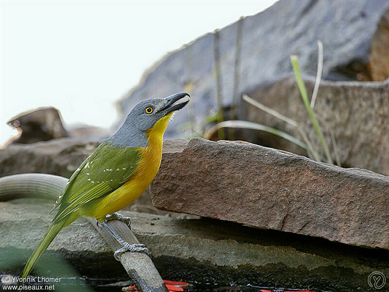 Grey-headed Bushshrikeadult, identification