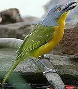 Grey-headed Bushshrike