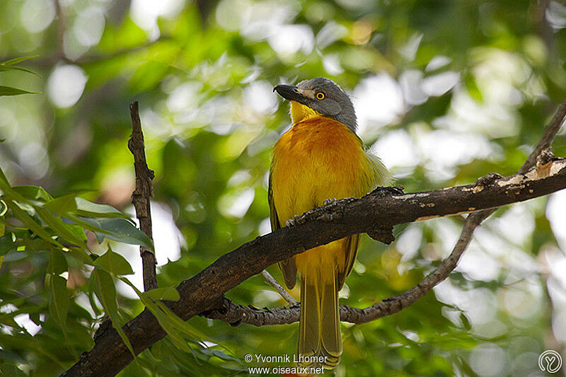 Grey-headed Bushshrikeadult, identification