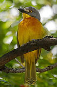 Grey-headed Bushshrike